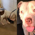 The Most Amazing Pit Bull Transformations Ever