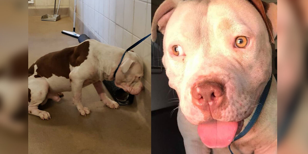 Pittie nation deals adoption
