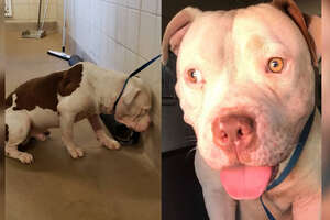 The Most Amazing Pit Bull Transformations Ever