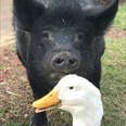 Chill Pig Can't Get Enough Of This Very Intense Duck
