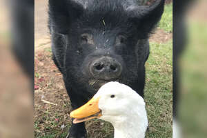 Chill Pig Can't Get Enough Of This Very Intense Duck