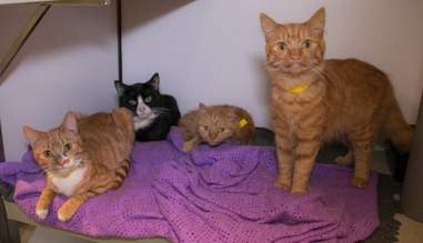 Cats left in sealed boxes in East London