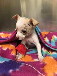 chihuahua puppy