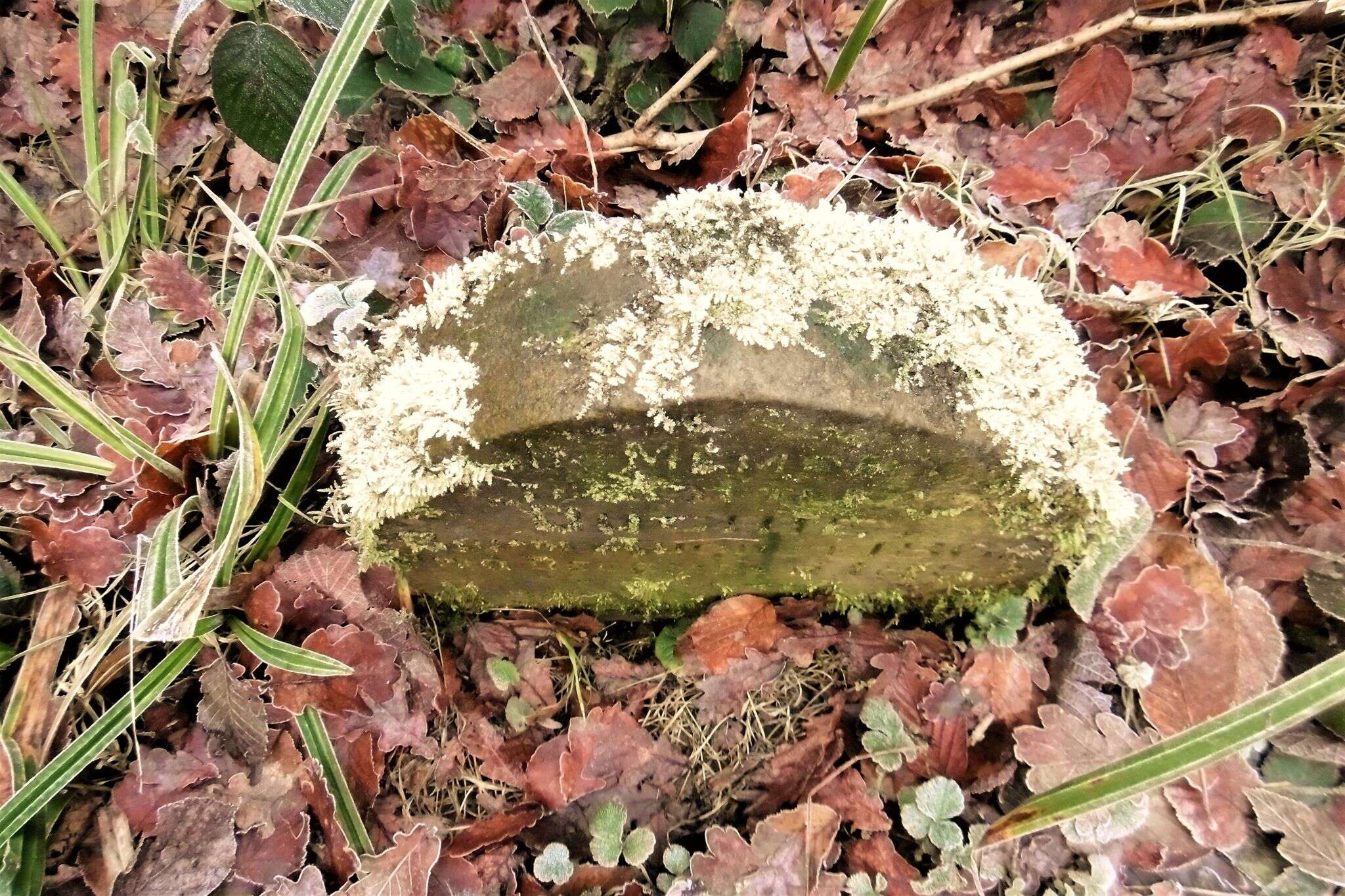 Peter Rabbit Headstone Man Discovers Pet Rabbit Headstone From 1800s - The Dodo