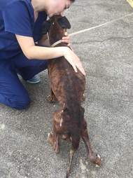 Vet tech kissing rescued dog