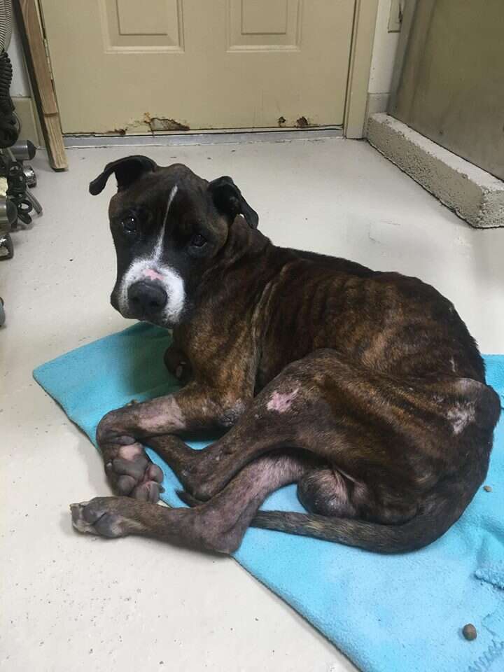 Rescued dog lying on blanket