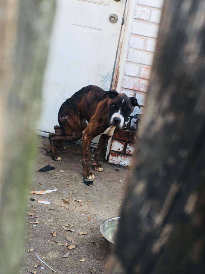 Skinny, abandoned dog on patio