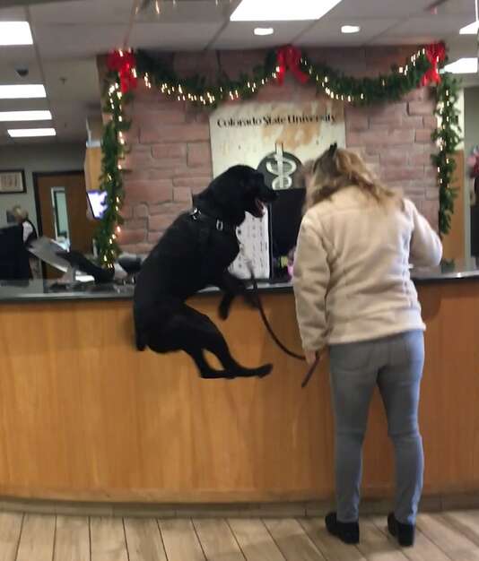 Endo the jumping dog at the vet