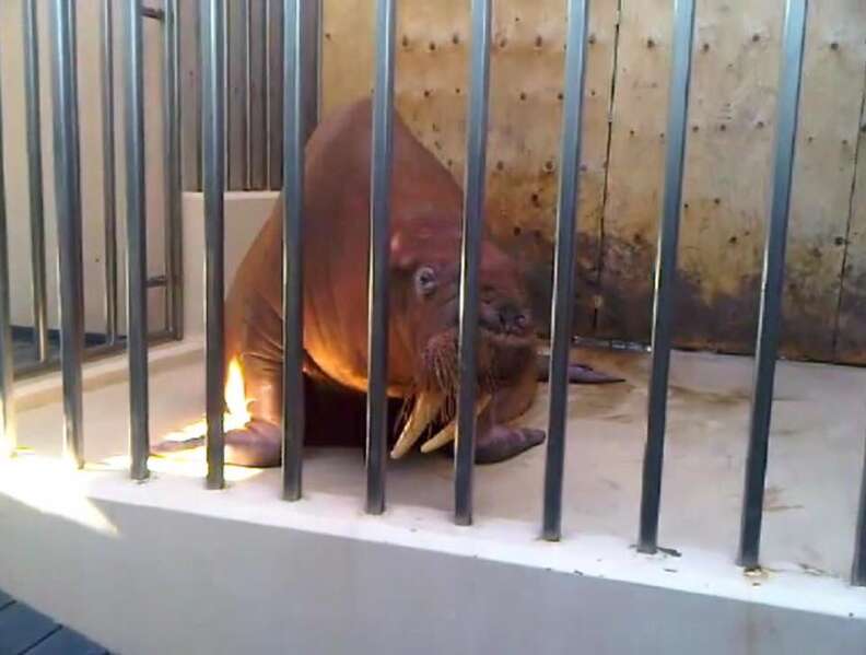 Skinny walrus behind bars at cage