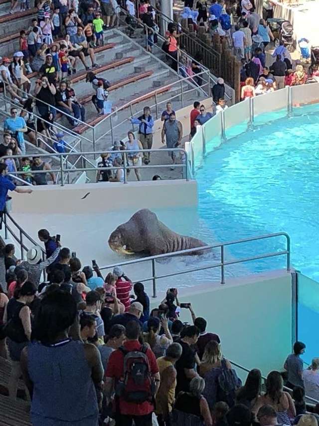Walrus performing at marine park
