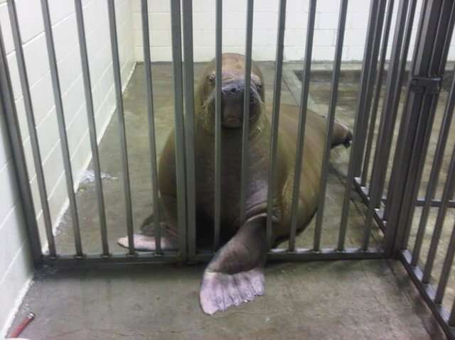Sick walrus sticking a flipper out of her cage