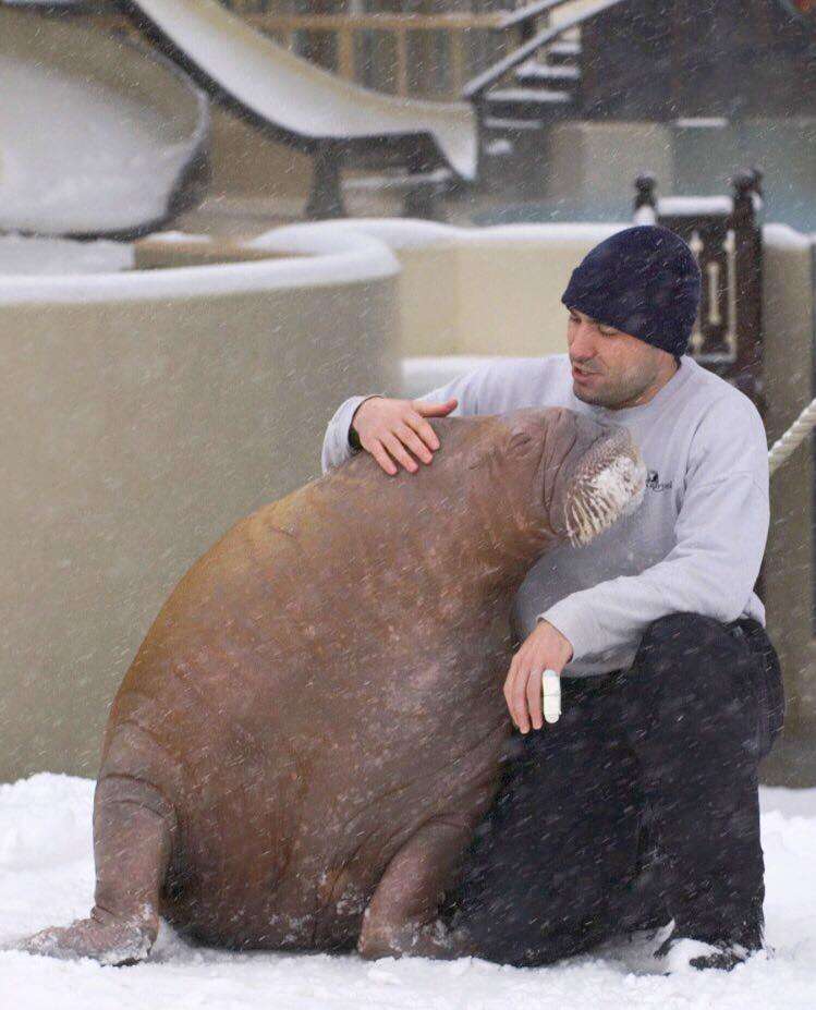 Man cuddling with walrus