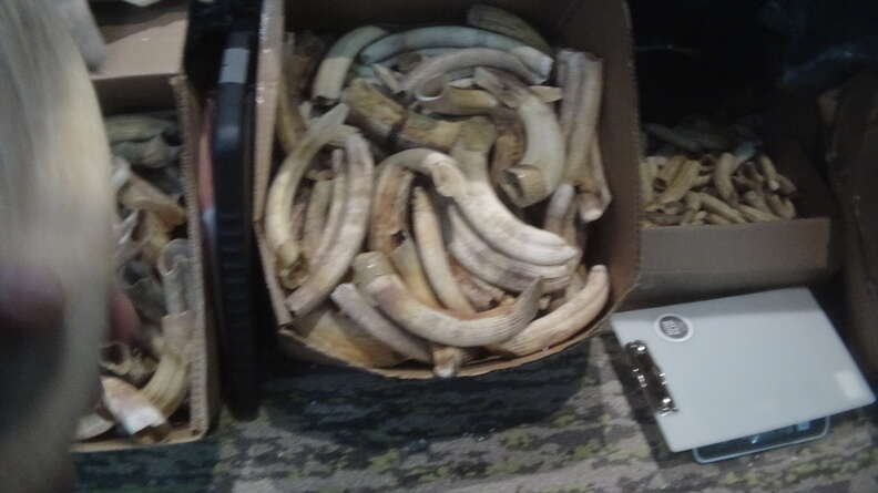 Box of hippo teeth
