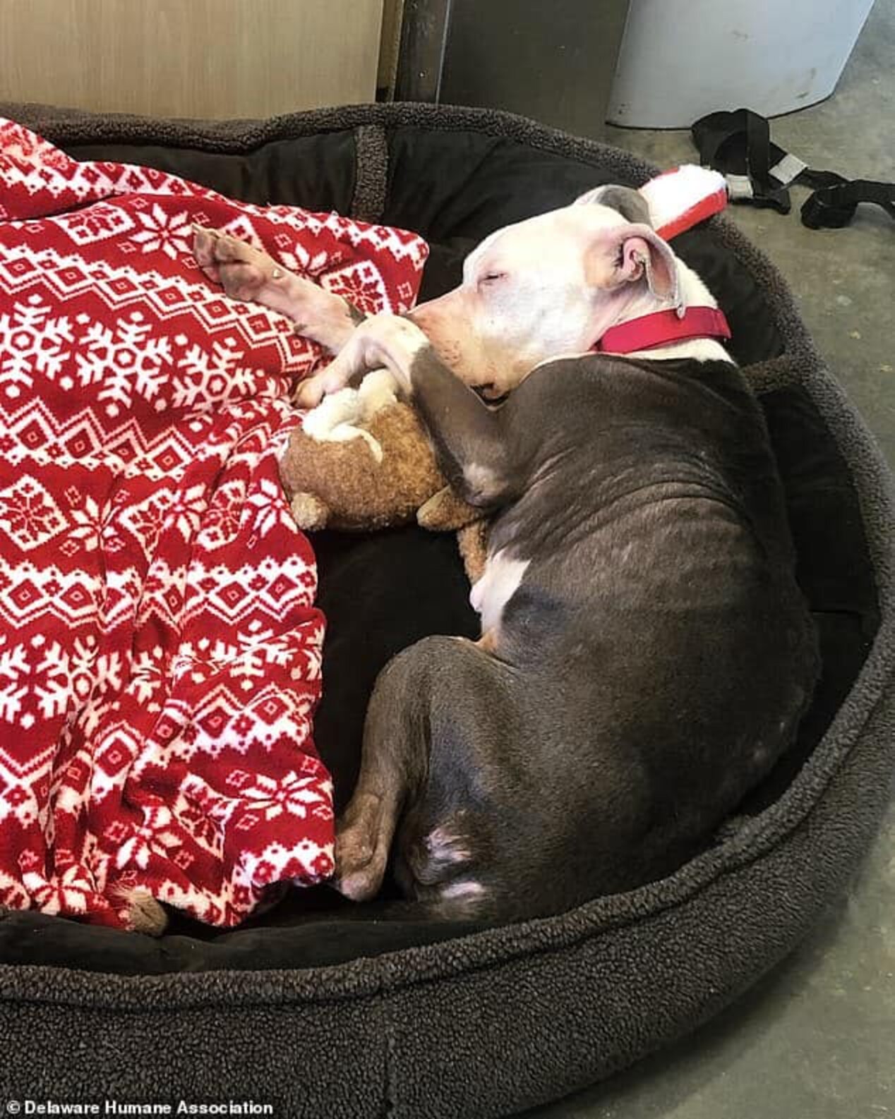 Starving Dog Abandoned Outside Delaware Animal Shelter - The Dodo