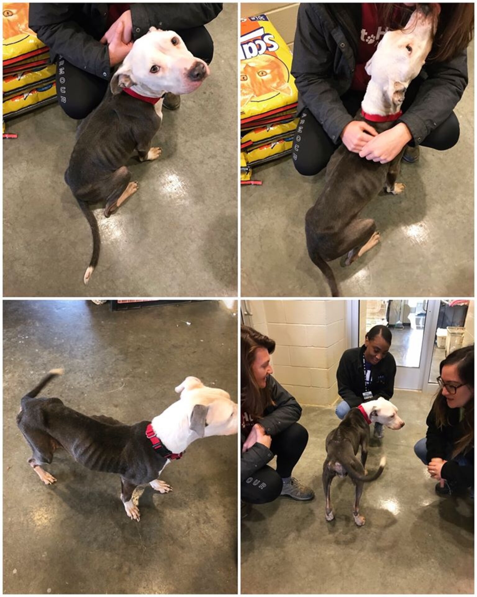 Starving Dog Abandoned Outside Delaware Animal Shelter - The Dodo
