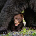Black bear sow and cub