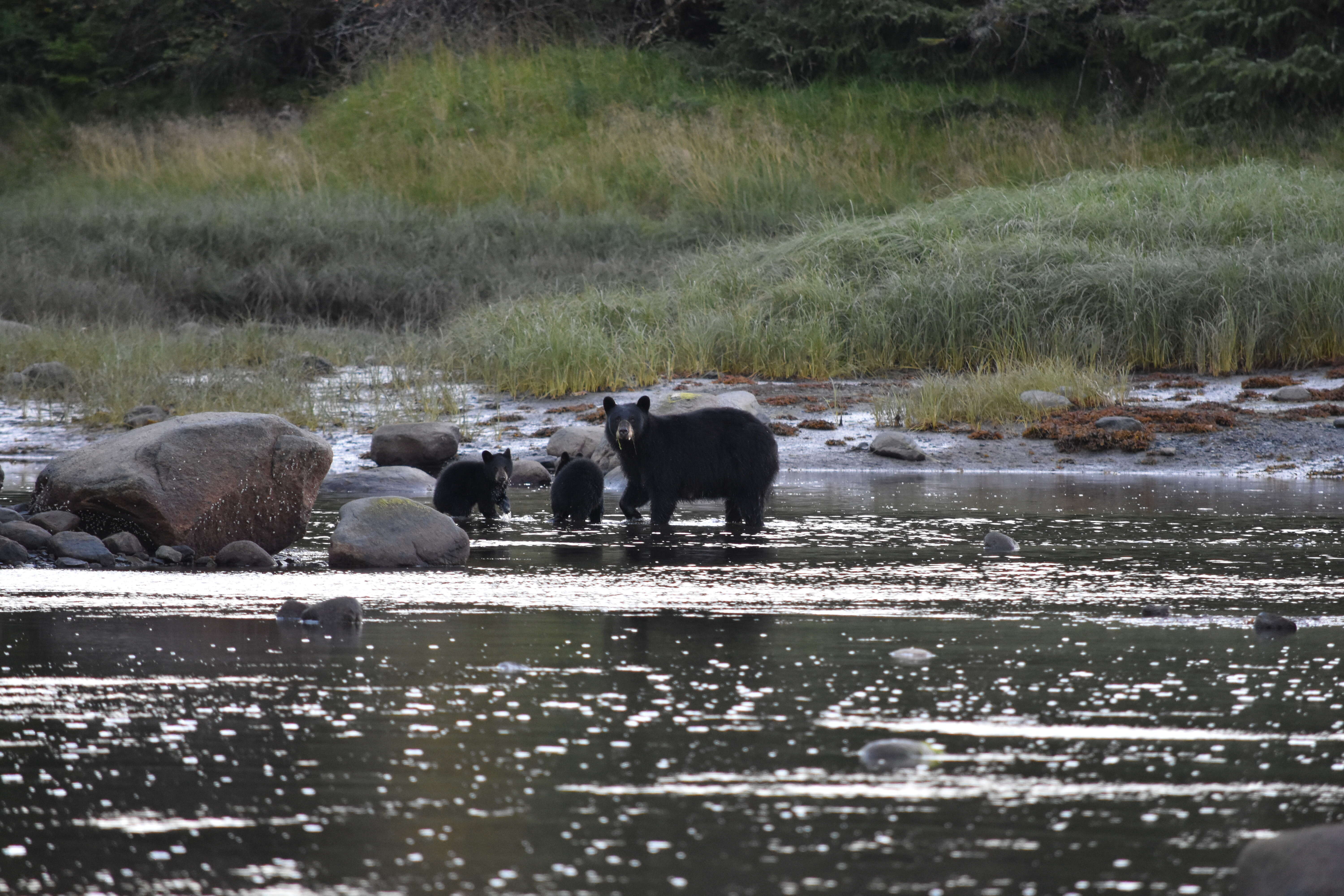 Black bear family in Alaska