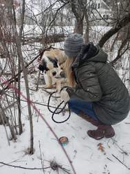 Lost senior dog saved from snow