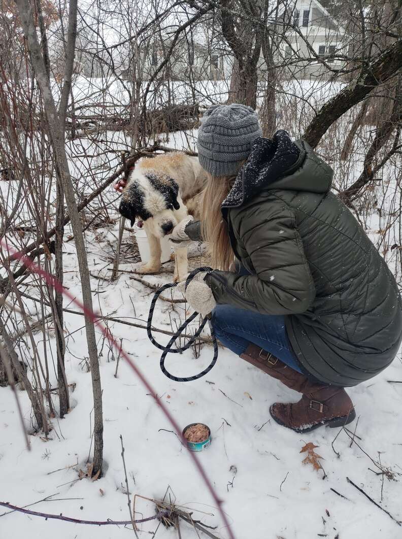 Lost senior dog saved from snow