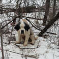 Senior Dog Survives For 2 Weeks Alone In The Snow