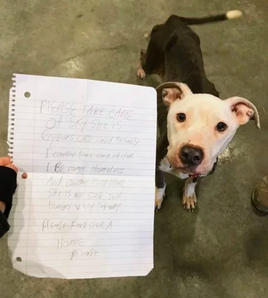 Starving Dog Abandoned Outside Delaware Animal Shelter - The Dodo