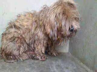 Blind dog cowering in corner of kennel