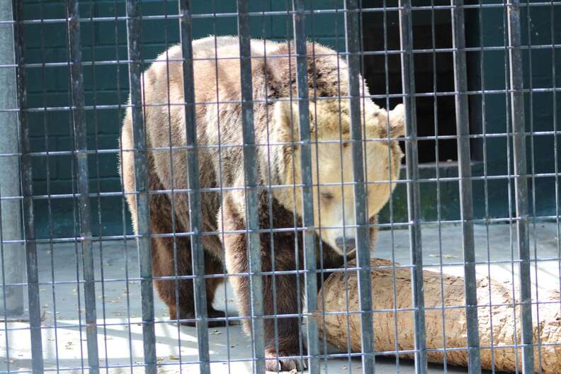 Zoo Bears Were Locked In Barren Cages For Years - The Dodo