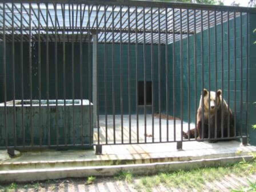 Zoo Bears Were Locked In Barren Cages For Years The Dodo