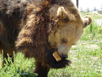 bear rescue