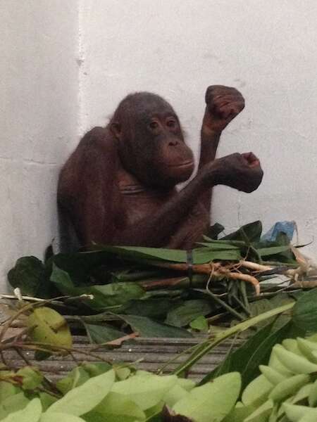 Orangutan in quarantine enclosure with leaves and fruit