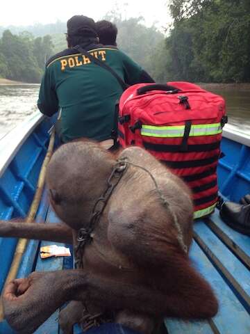 Orangutan sitting on back of boat