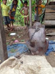 Skinny orangutan chained to outside of house