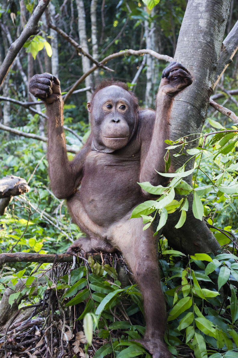 Orangutan sitting in tree