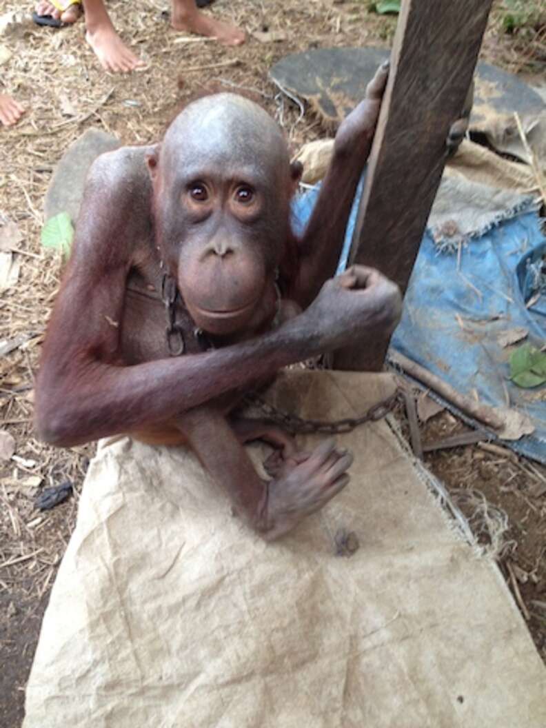 Starving Orangutan Spent Years Chained To Outside Of House - The Dodo Starving Orangutan Spent Years Chained To Outside Of House - The Dodo