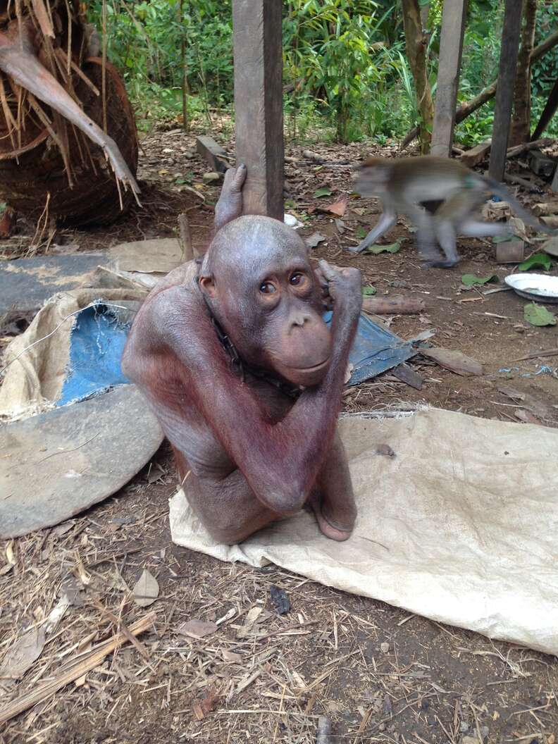 Skinny orangutan chained to house