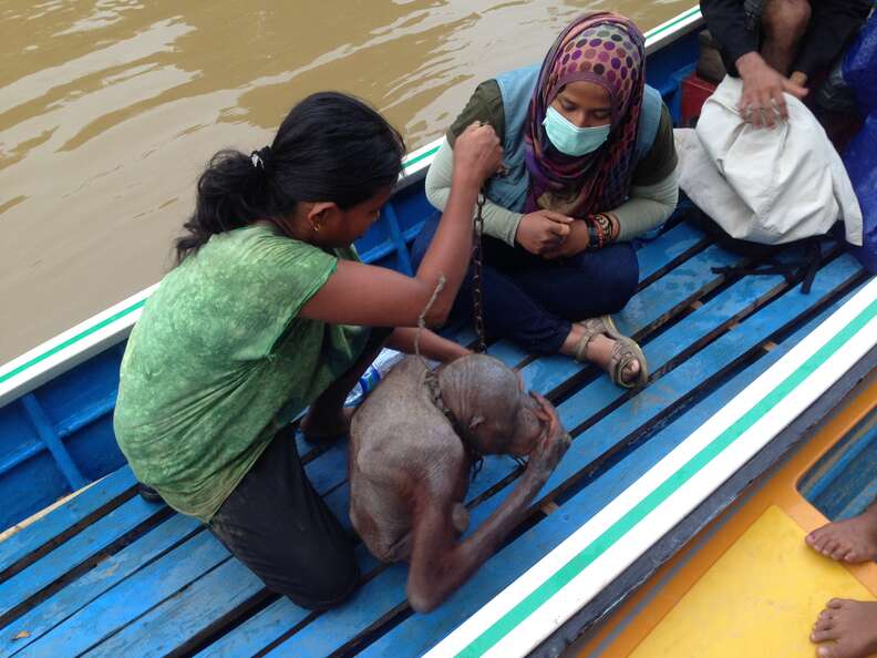 Orangutan on boat