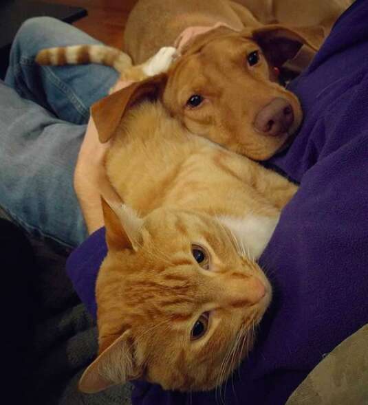 Joules and Kelvin the cat snuggling on couch