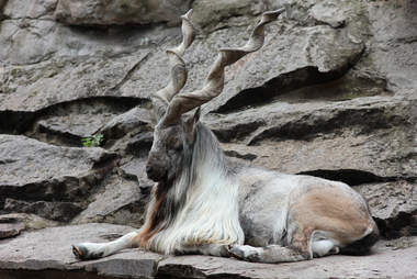 markhor goat trophy hunt
