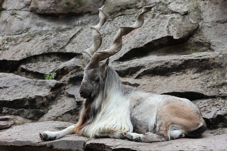 markhor goat trophy hunt