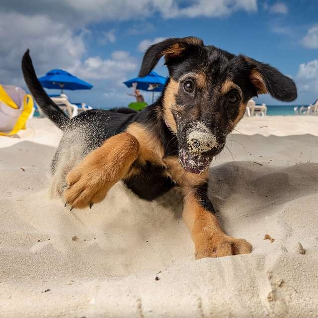 One cool thing: puppies and warm beaches