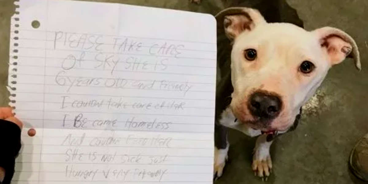 Dog Left Outside Shelter With Saddest Note Pinned On Her Collar