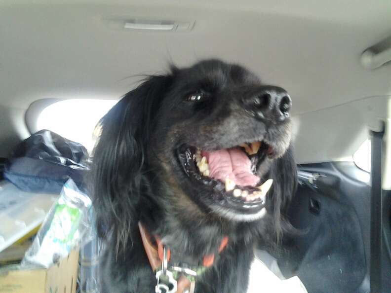 Smiling dog in car