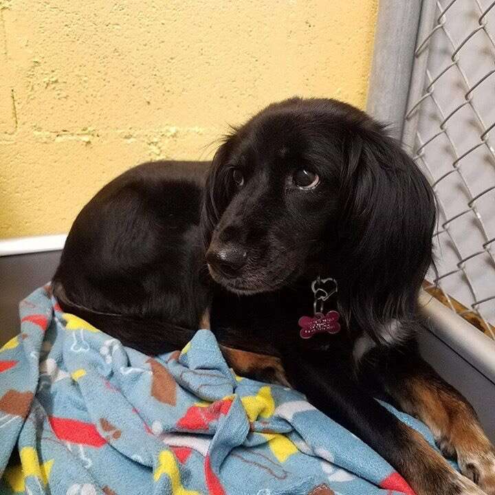 Sad looking dog in a shelter