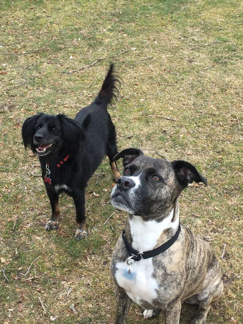 Two dogs looking expectantly for a toy to be thrown