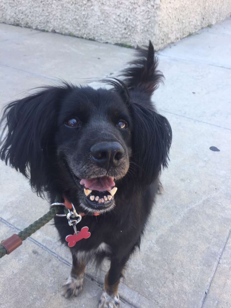 Smiling dog out for a walk