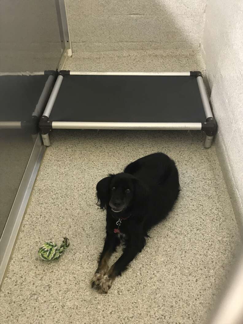 Black dog looking sad in shelter kennel