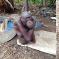Skinny orangutan chained to outside of house