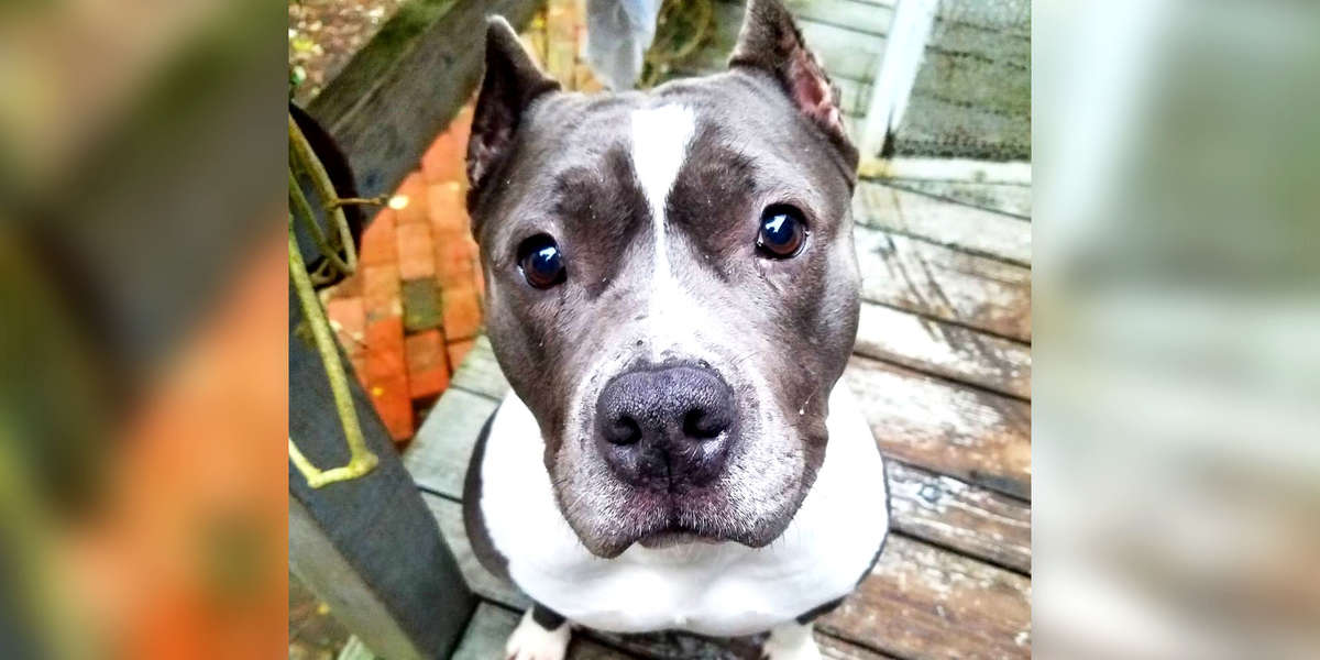 Pit Bull And Her Mom ‘Talk’ To Each Other In The Most Adorable Way ...