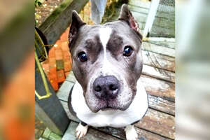 Pit Bull And Her Mom ‘Talk’ To Each Other In The Most Adorable Way