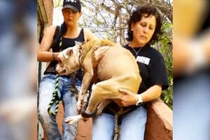 Dog Chained To Abandoned Building Gets Transformed By Love